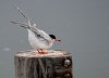 mooning-tern.jpg