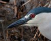 night-crown-heron.jpg