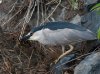 night-crown-heron-with-meal.jpg