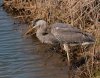 heron.jpg