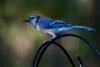 blue-jay.jpg