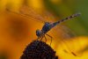 dragon-fly-on-flower.jpg