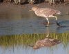 immature-night-crown-heron.jpg