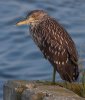 immature-night-crown-heron.jpg