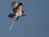 osprey-with-stick.jpg