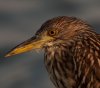 immature-night-crown-heron portrait-.jpg