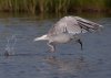 gull-grabbing-a-meal3.jpg