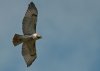 redtail-hawk.jpg