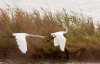 egrets-in-flight.jpg