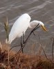 egret-scratching.jpg