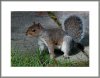 squirel-matting.jpg