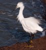 wind-blown-egret.jpg