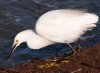 snowy-egret-with-fish.jpg