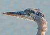 great-blue-heron.jpg