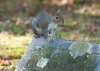 squirel-on-head-stone.jpg