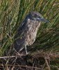 sleepy-immature-night-crown-heron.jpg