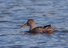 northern-shoveler.jpg