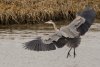 Great-Blue-Heron.jpg