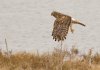 harrier-lift-off.jpg