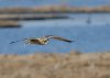 short-eared-owl.jpg