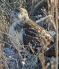 red-tail-in-grass.jpg