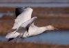 snow-goose.jpg