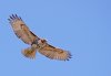 red-tail-hawk.jpg