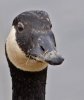 Canadian-Goose.jpg