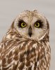 short-eared-owl.jpg