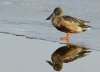 reflected-shoveler.jpg