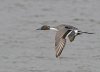 northern-pintail.jpg