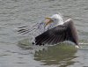 gull-and-crab-battle.jpg