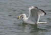 Gull-with-crab.jpg