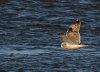 short-eared-owl2.jpg