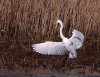 egret-landing.jpg