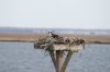 osprey-nest.jpg