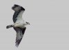 Osprey-back-lit.jpg