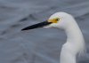 snowy-egret.jpg