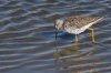 greater-yellowlegs.jpg