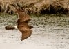 female-harrier.jpg