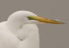 great-egret.jpg