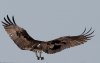 osprey3.jpg