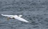 snowy-egret.jpg