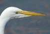 great-egret.jpg