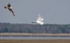 gull-chasing-egret.jpg