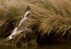 yellow-legs2.jpg