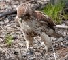 red-tail-and-snake3.jpg