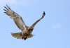 red-tail-in-flight.jpg