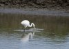 Egret #2.jpg