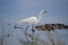 Egret #4.jpg